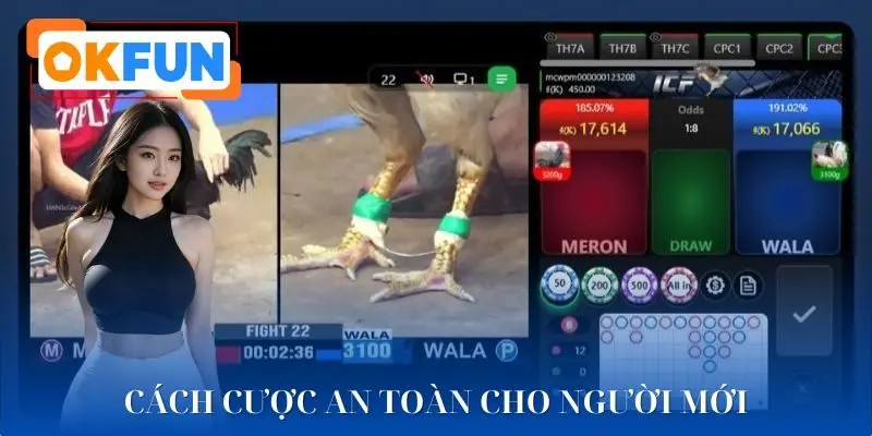 Hướng dẫn cá cược sinh lời hiệu quả cho tân binh sảnh đá gà